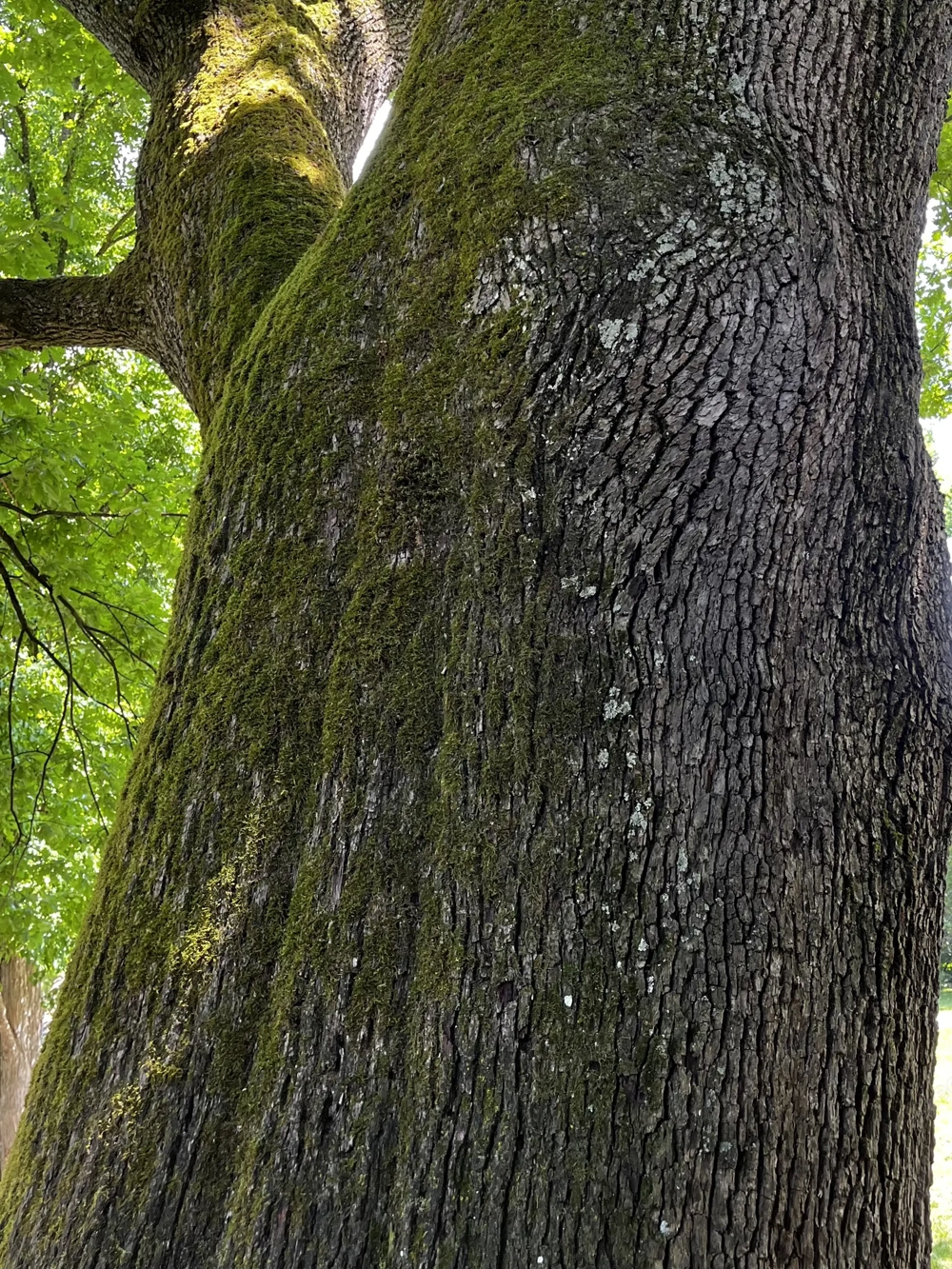 zuverlässige Dame , 50 + , sucht dringend eine Wohnung, bis 700  , bitte alles anbieten, danke 