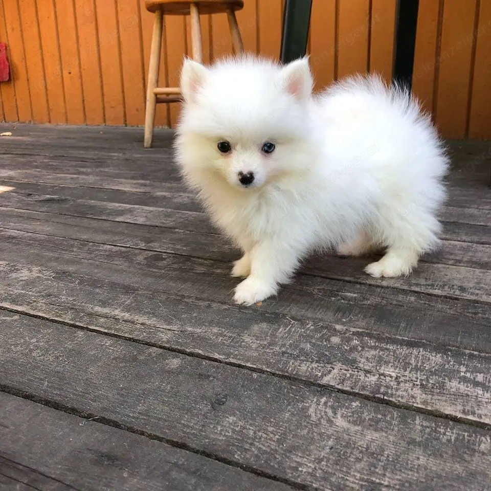 Pomsky-Welpen suchen ein neues Zuhause