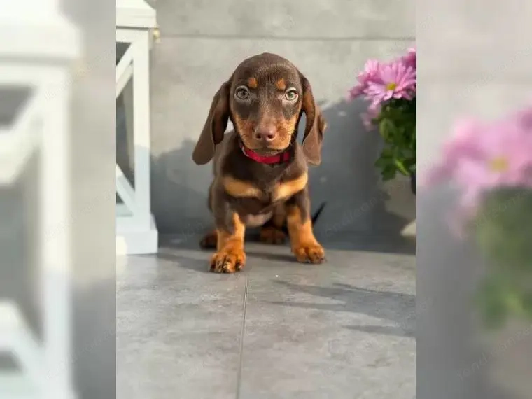 Dackel Welpen suchen ein liebevolles Zuhause