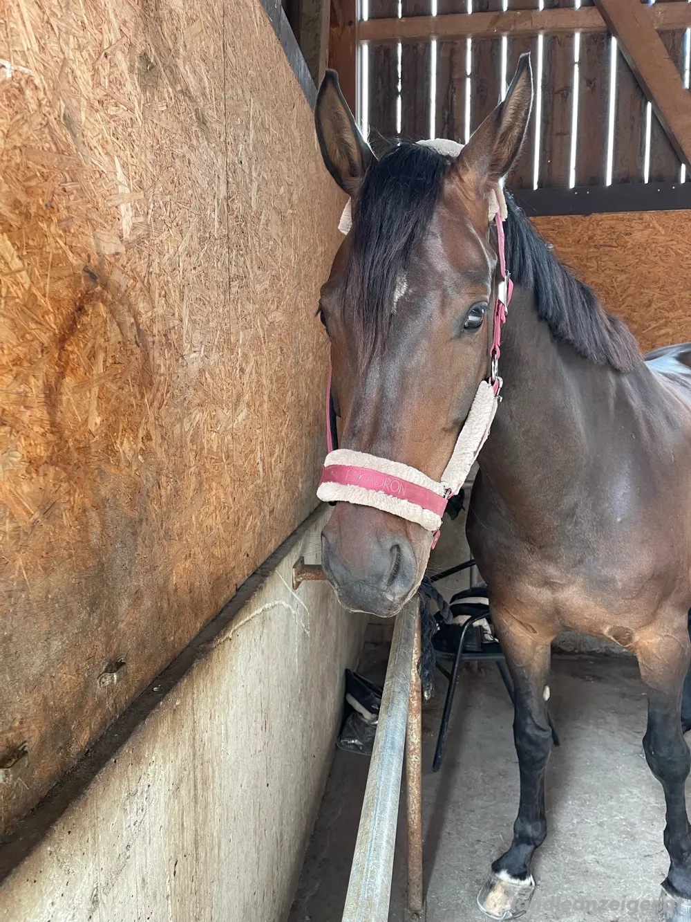 Reit-  Pflegebeteiligung gesucht