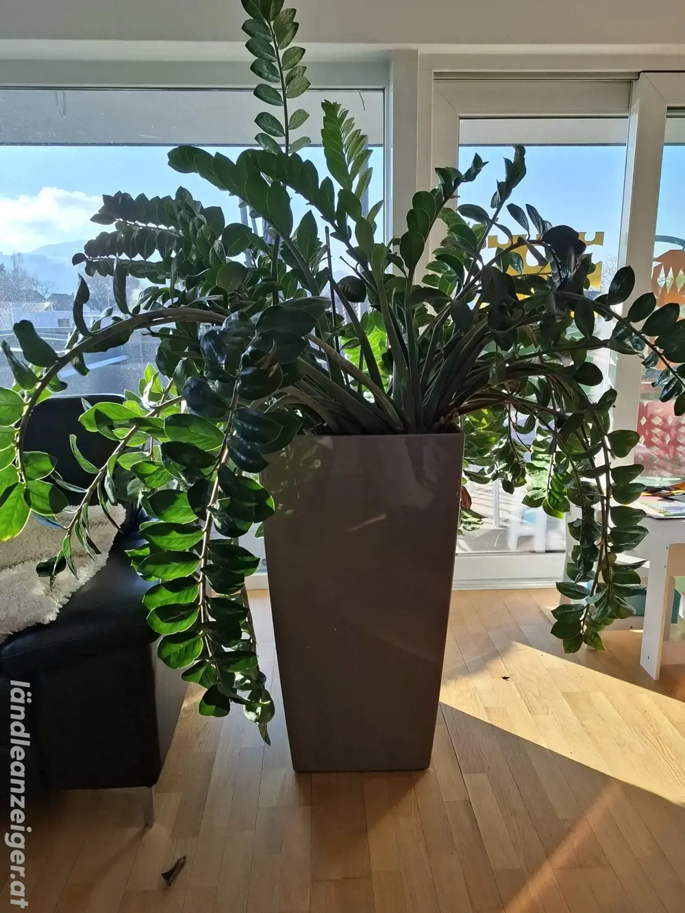 Glücksfeder inkl Topf