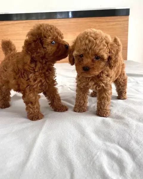 Toy Zwerg Pudel Welpen