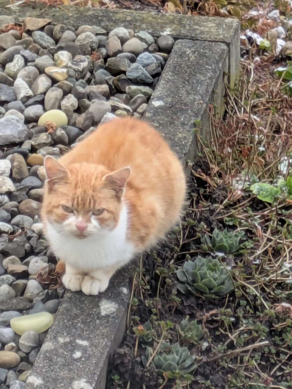 Junge Katze zugelaufen in Dornbirn, Roßmähder