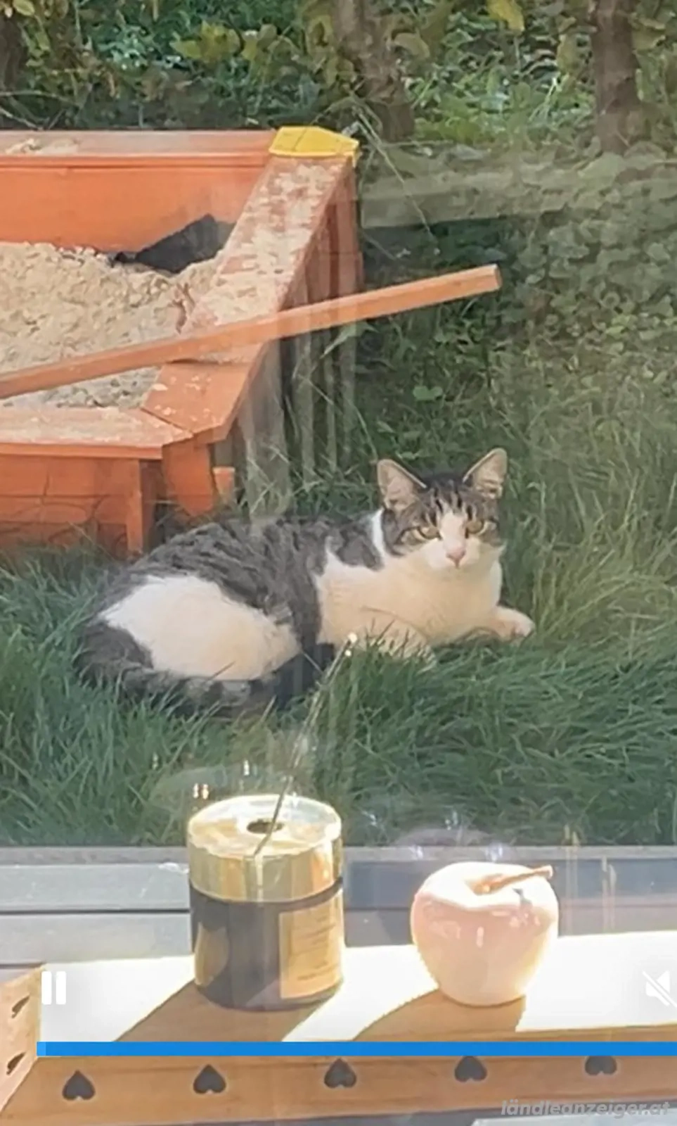 Katze , Langhaarkatze, Hilfe 