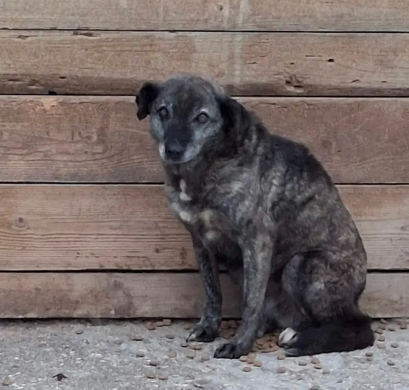 Amer freut sich auf warmes Zuhause - NOTFALL