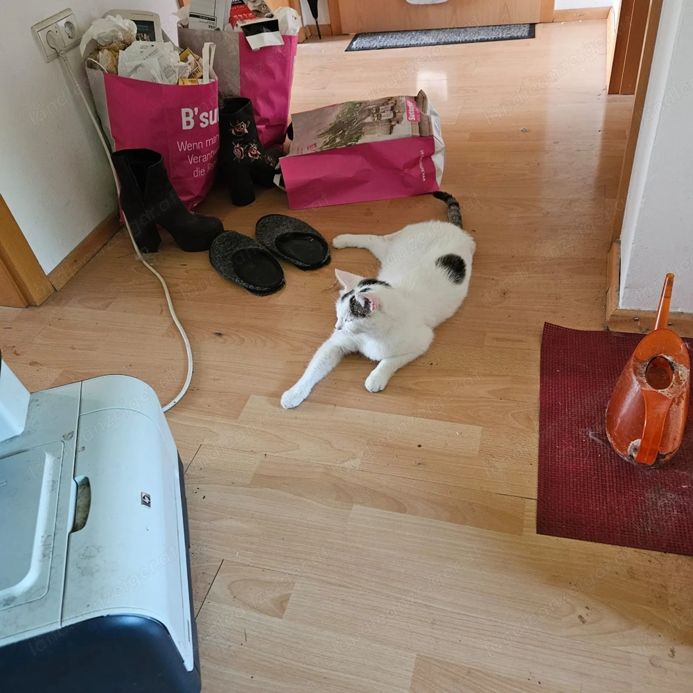 Mein Kater vermissen wir!!!