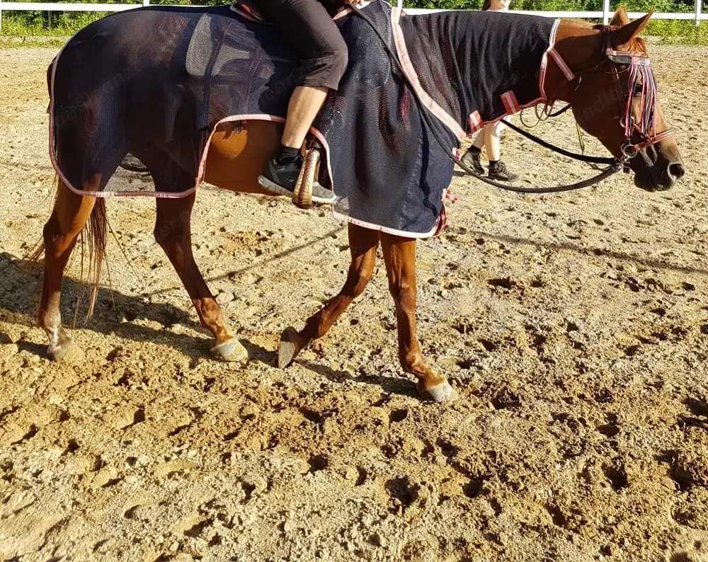 Pferd Ausreitdecke, Spazierdecke, Gamaschen