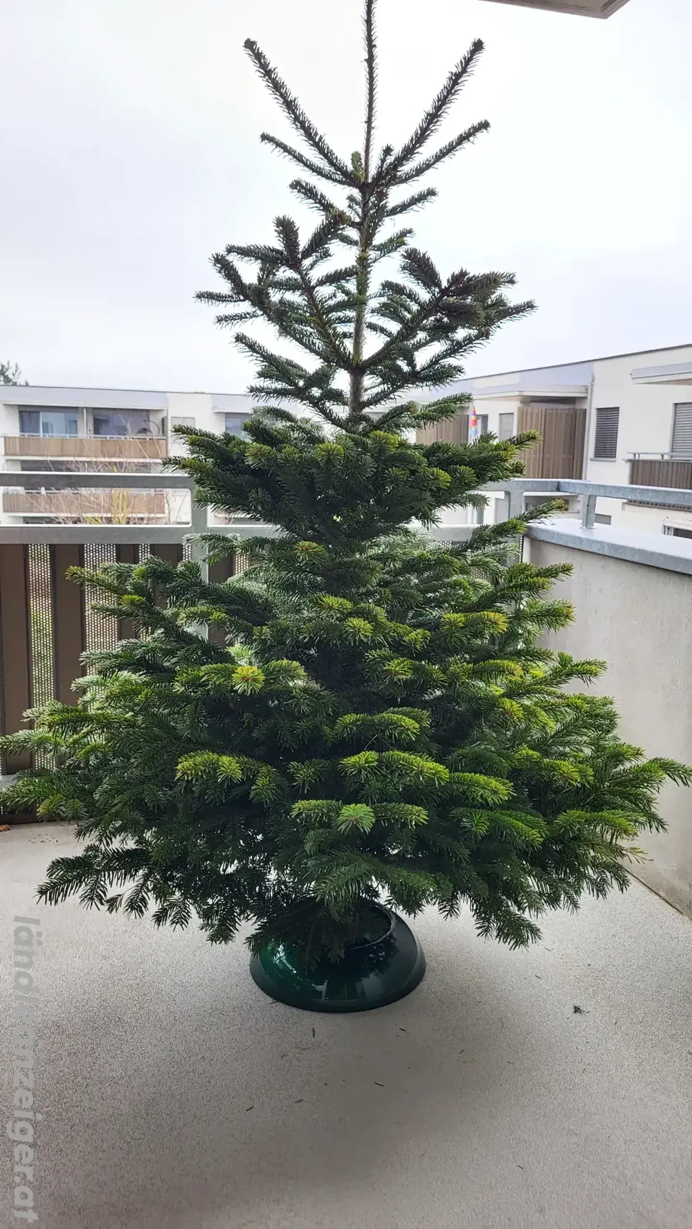Weihnachtsbaum