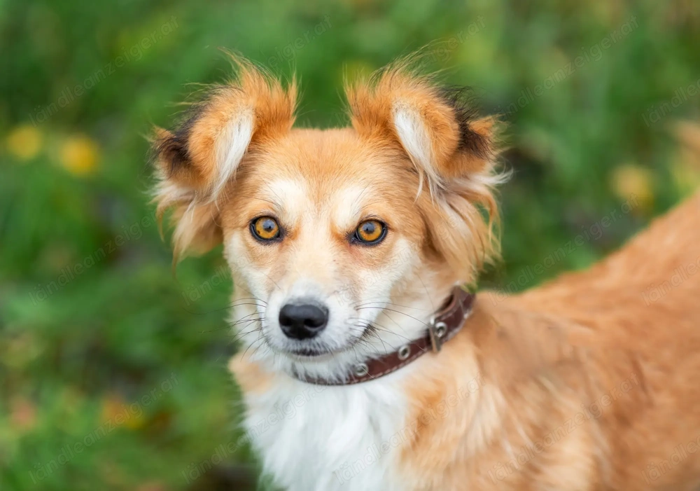 Aufgeschlossene Goldie sucht ihre Familie