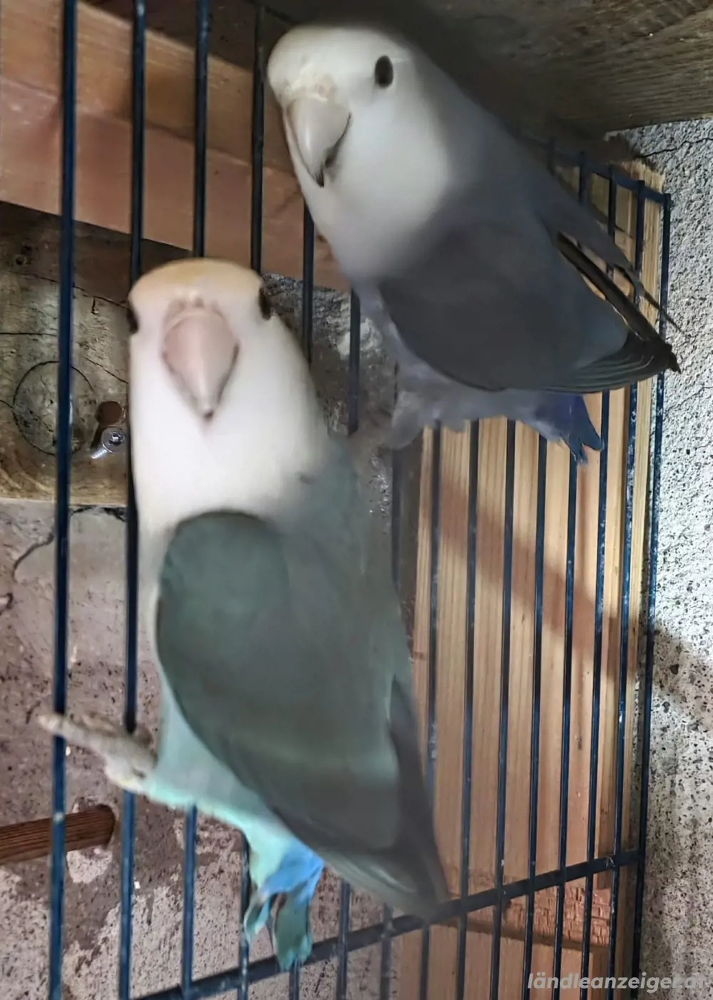 Aquarponie Zuchtpaar