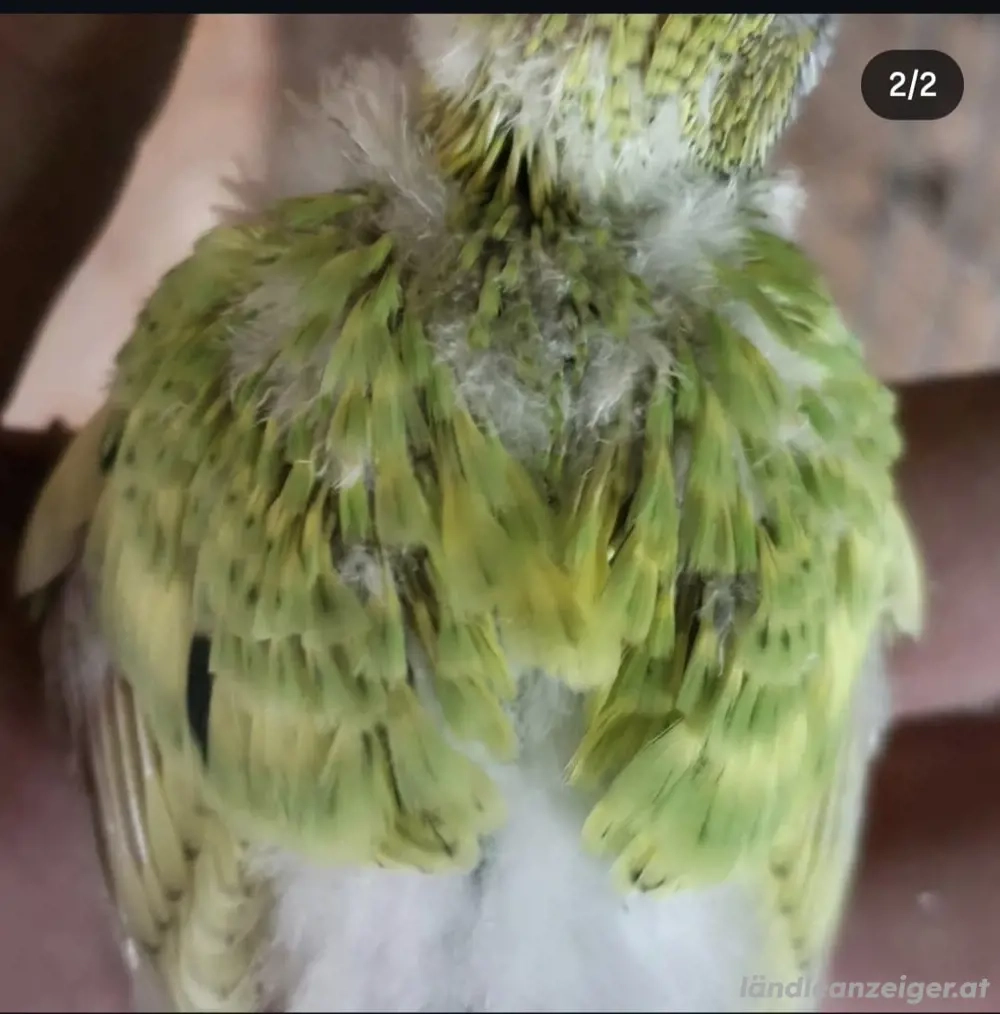 Wellensittiche Zu verkaufen