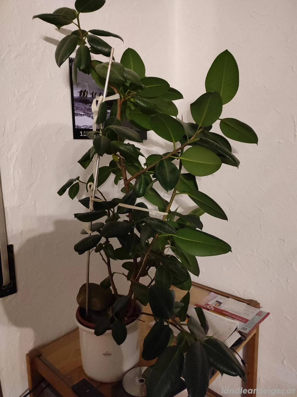 verschiedene Pflanzen 