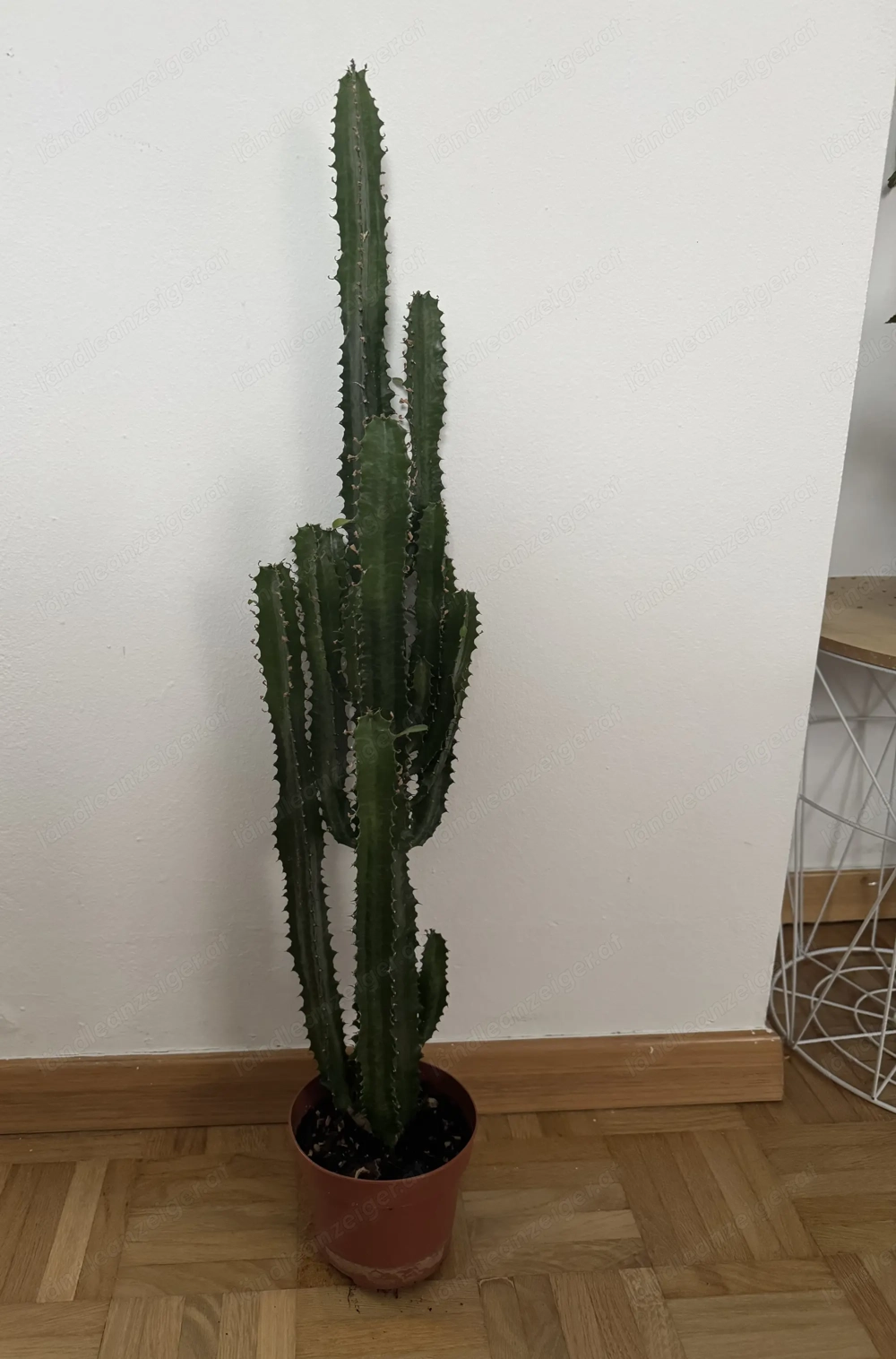 Kaktus Pflanze 66 cm