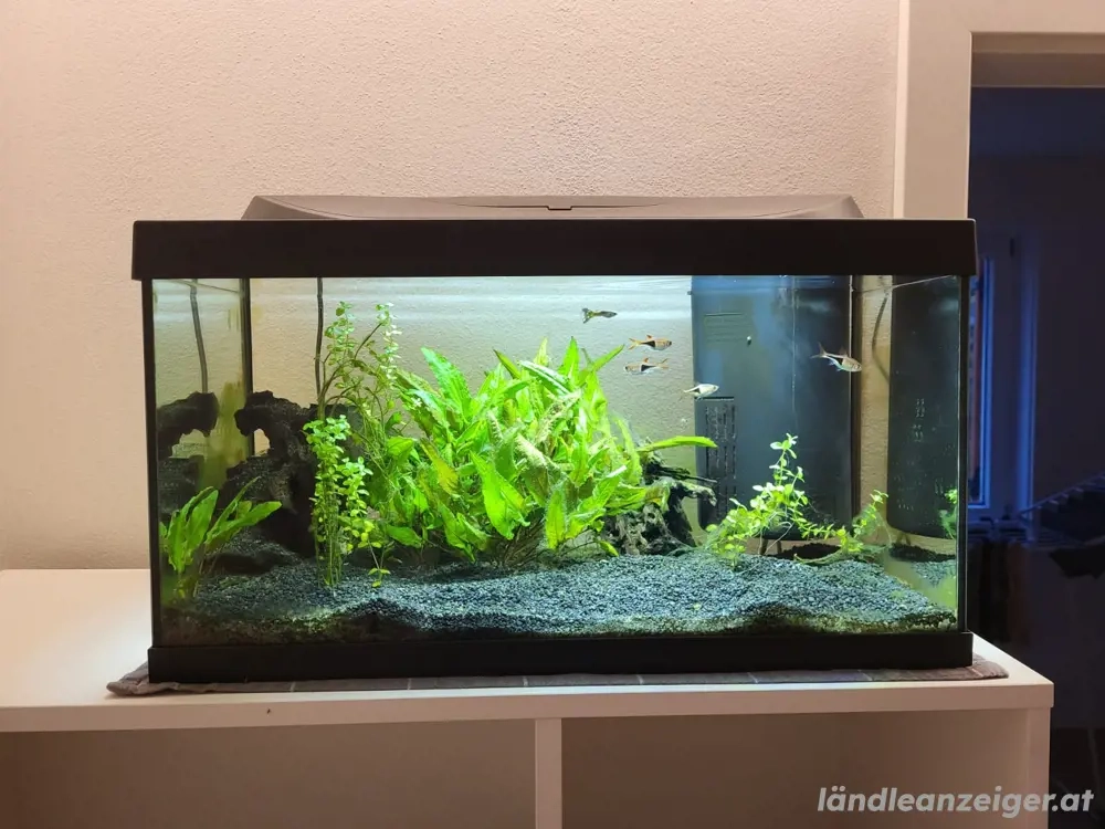 Aquarum mit Fischen zu verschenken