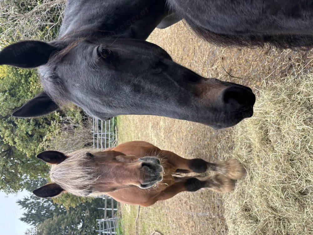 Reitbegleitung gesucht