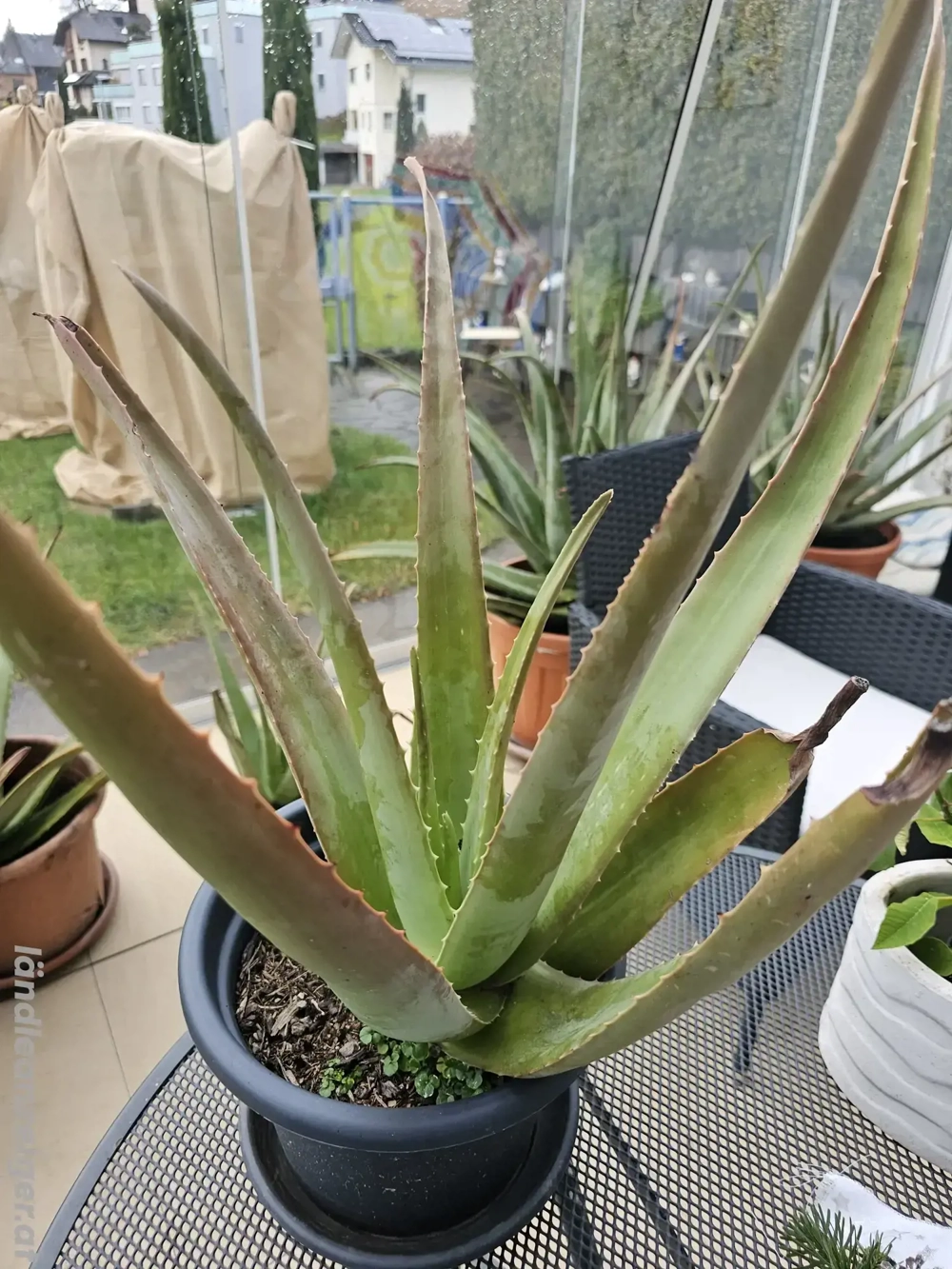 Aloe Vera im Topf die Heilpflanze