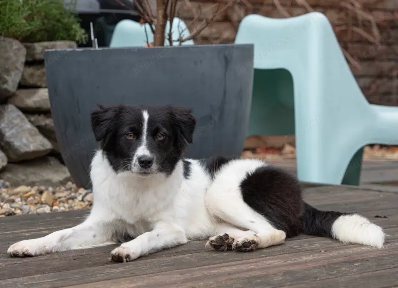 Bubi - NOTFALL Österreich