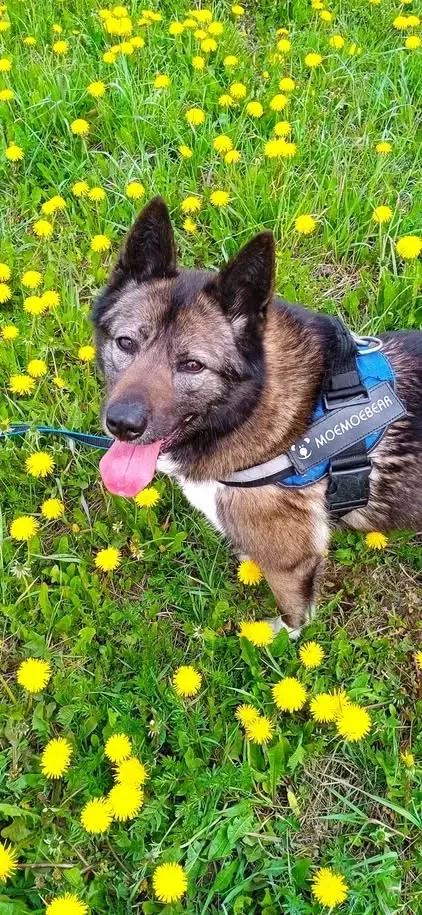 Anmutige Simba sucht liebevolle Menschen