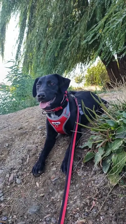 Freundlicher Justin liebt das Leben