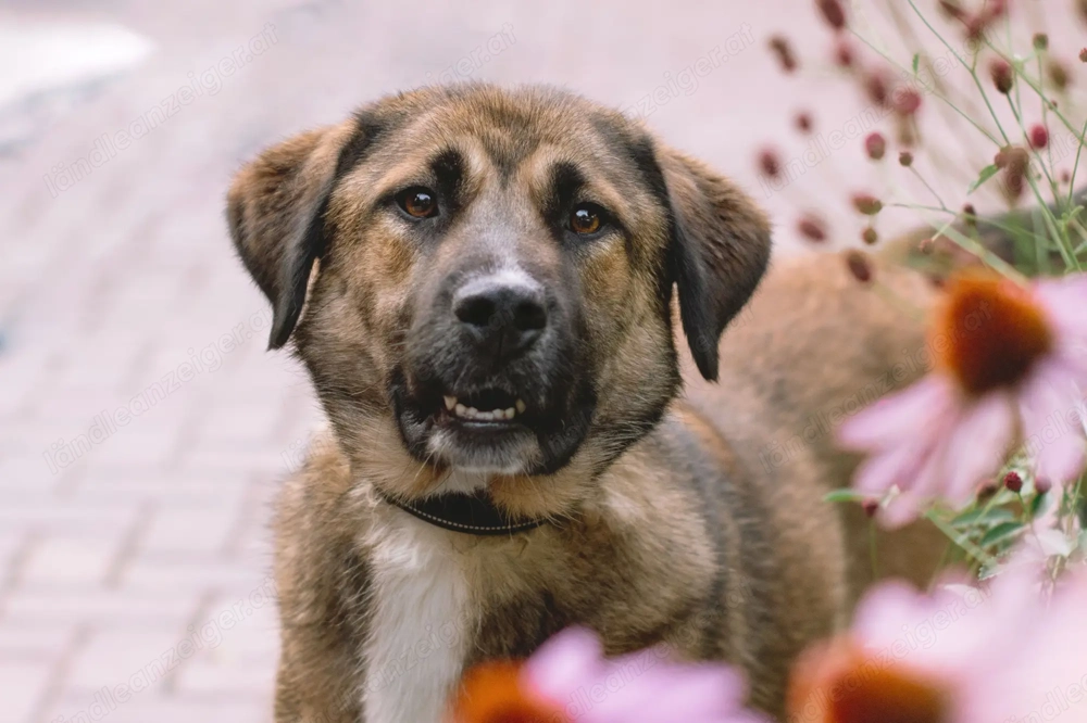Aksi möchte ihre ganze Liebe zeigen