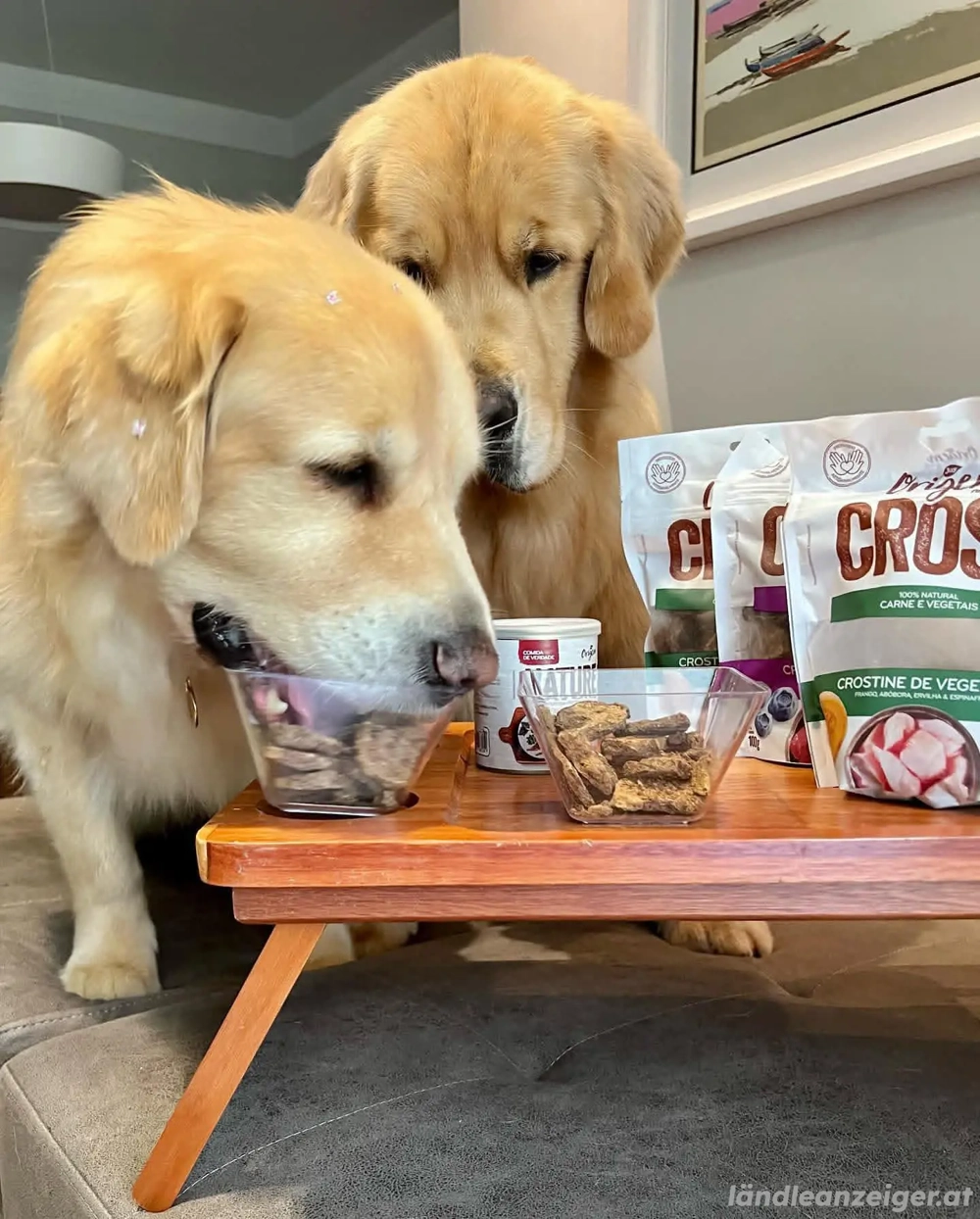 Wunderschöner Wurf Golden-Retriever-Welpen abzugeben.