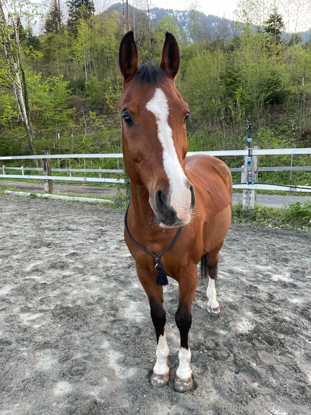 Suche Reit- oder Pflegebeteiligung