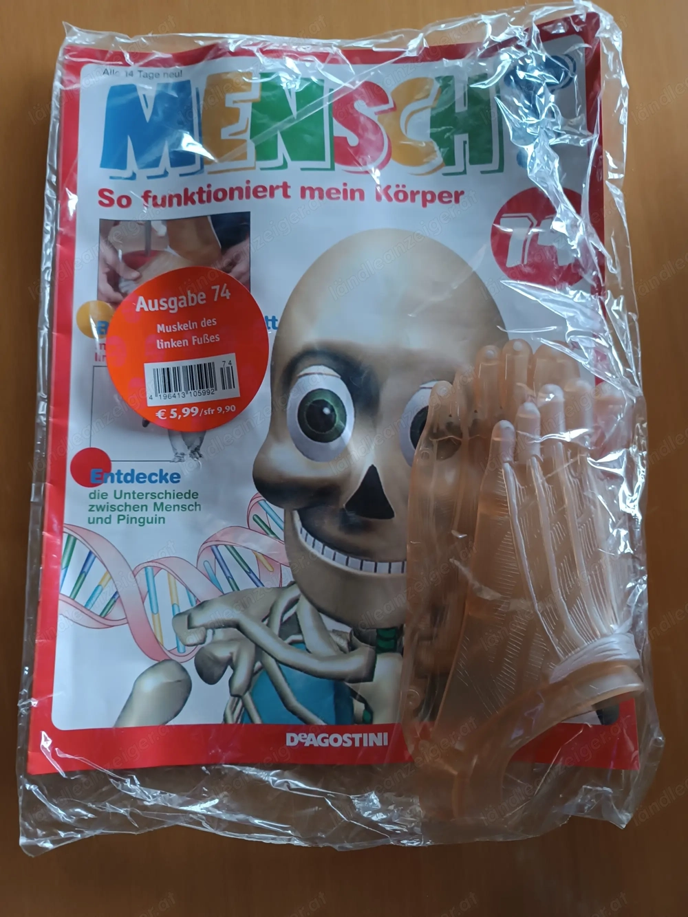 Bausatz Mensch ,bau dir dein Skelett