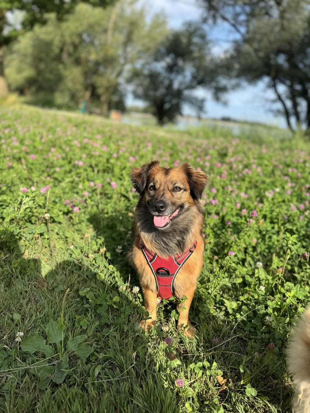 Frieda sucht ihre Menschen <3