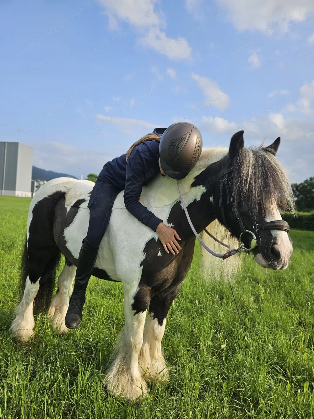 Reitbeteiligung Tinkerstute