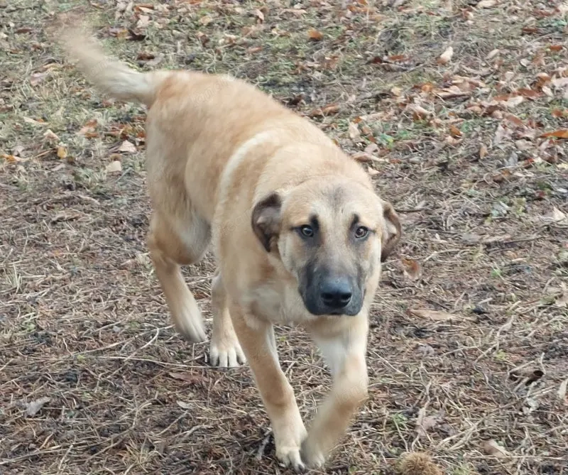 Sandi - NOTFALL Österreich