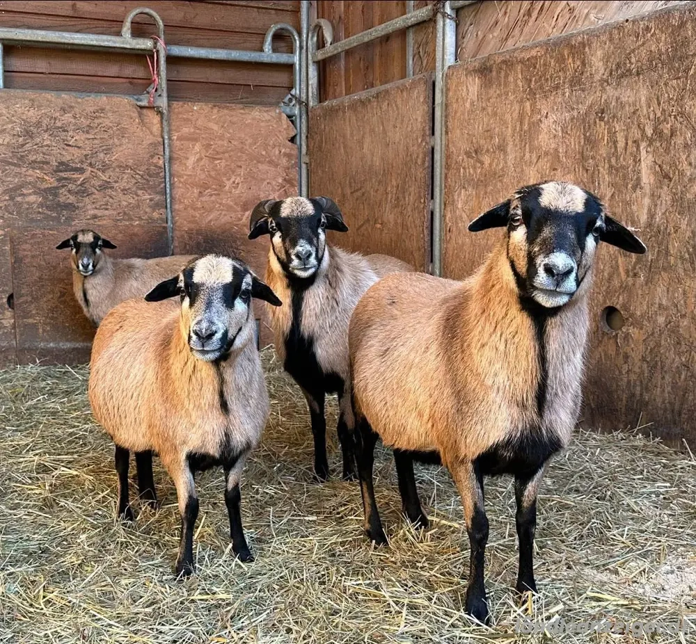 [RESERVIERT] Kamerunschafe suchen neues Zuhause