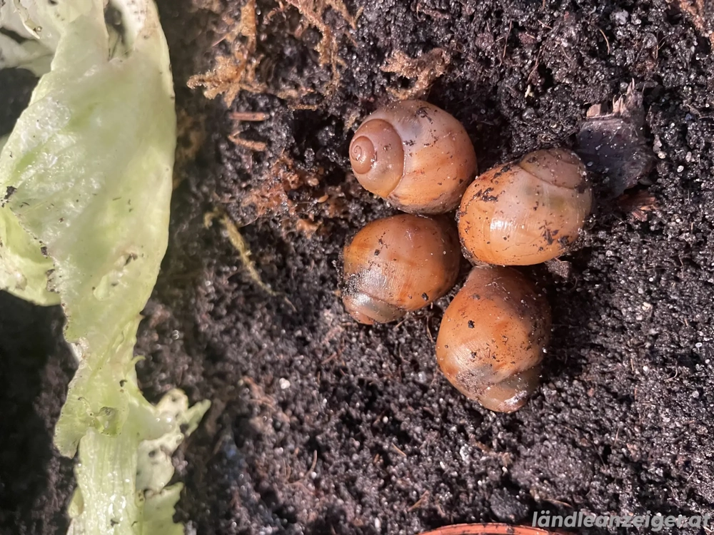 Archachatina marginata Ovum