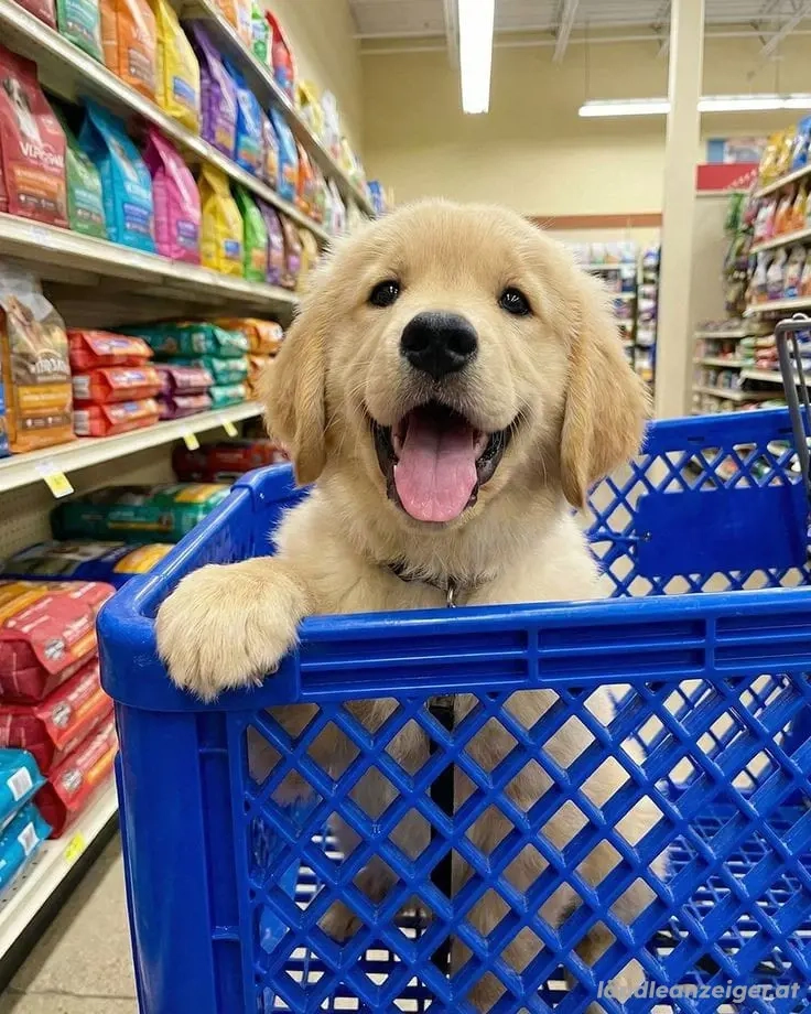 Adoptiere den Welpen