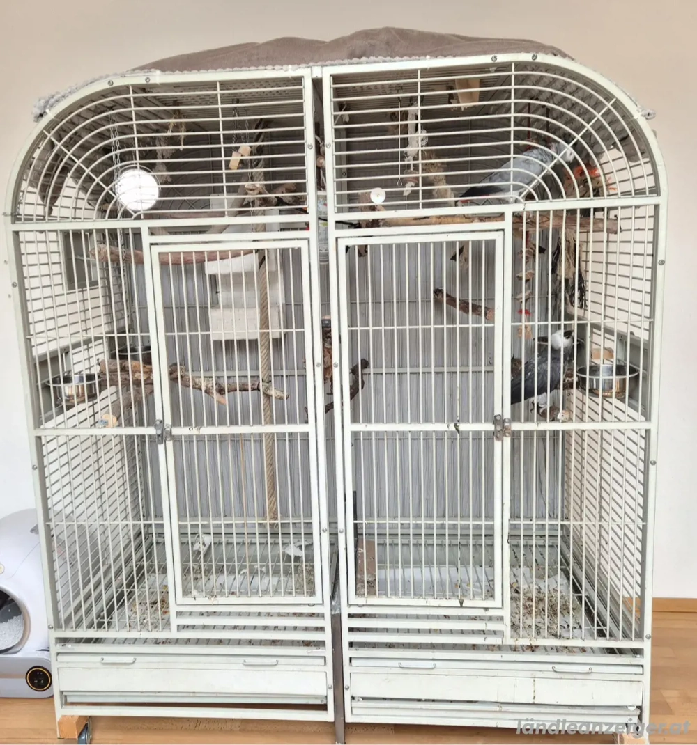 2 Graupapageien mit großer Voliere abzugeben