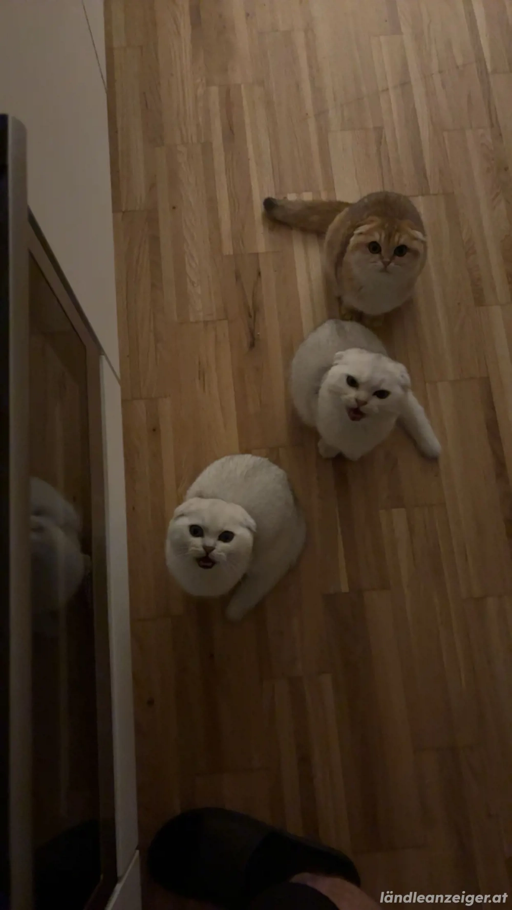 Katzenbabys zu verkaufen