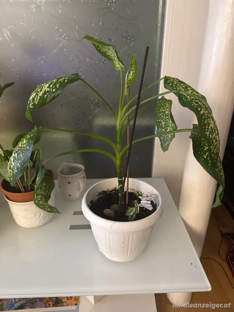 Topfplanze 