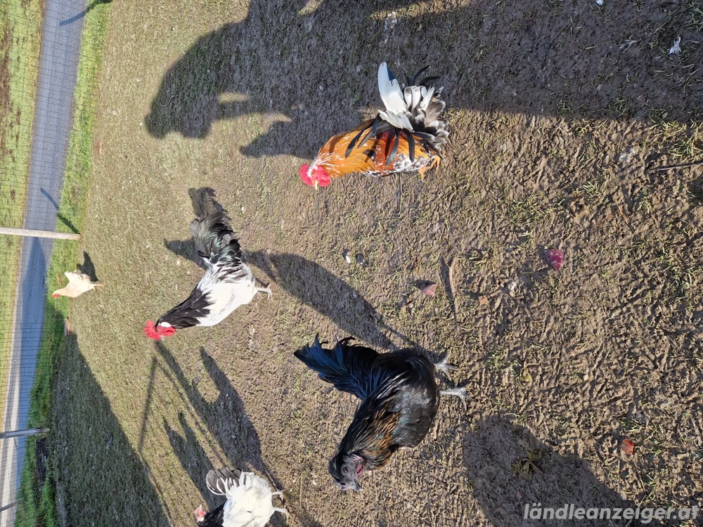 Hähne zu Verschenken