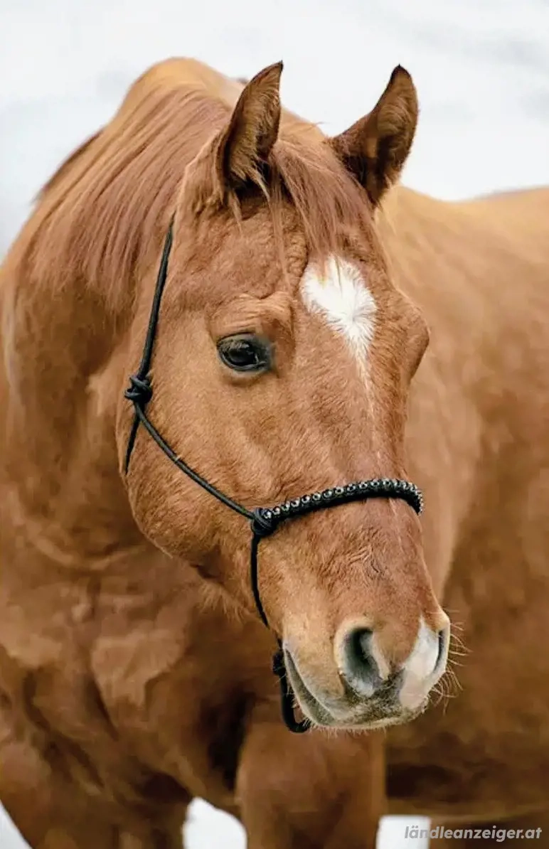 Western Reitbeteiligung für braven Quarter Horse Wallach