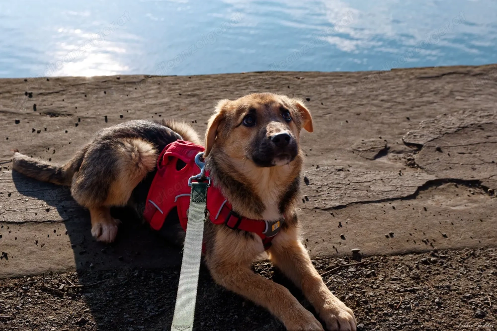 Vitto - ein kleiner Herzensbrecher auf vier Pfoten