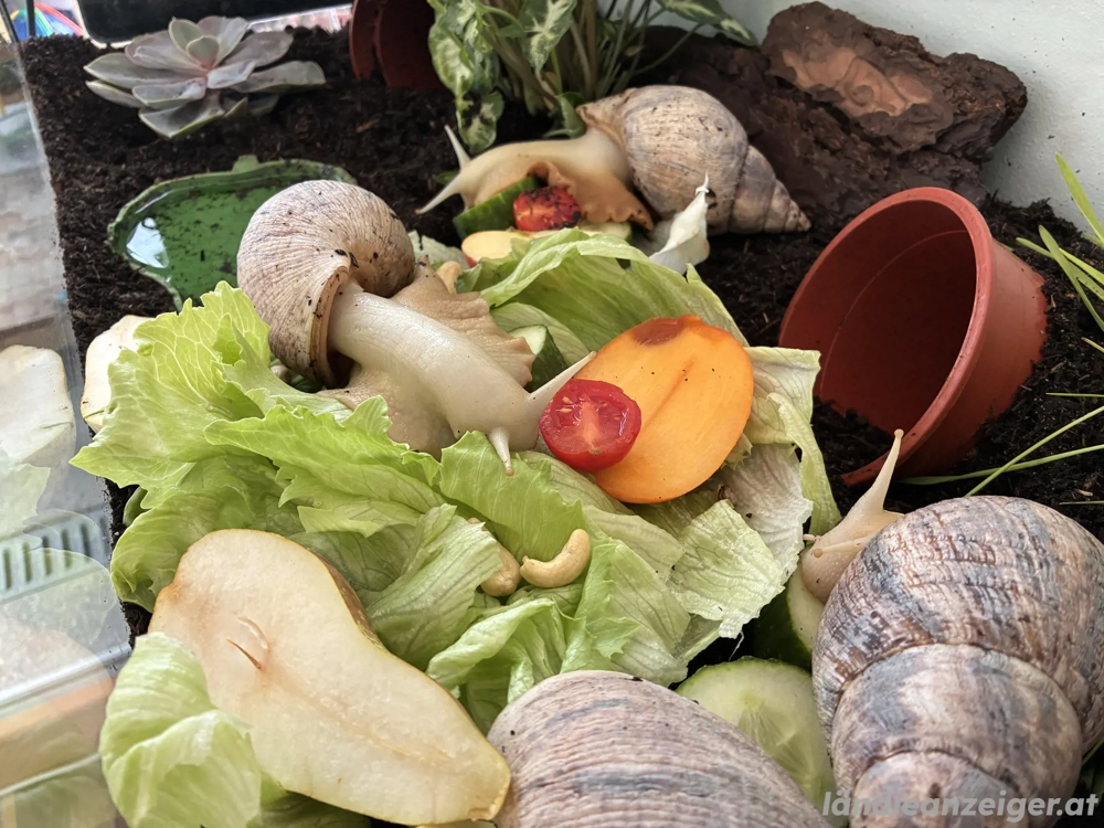 Lissachatina Reticulata