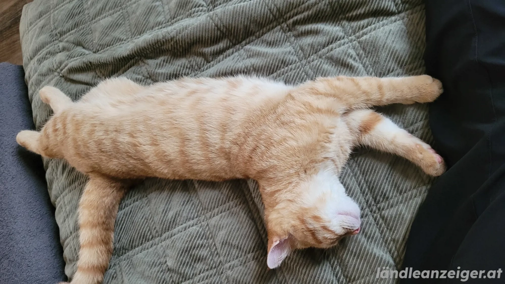 Junger Kater vermisst