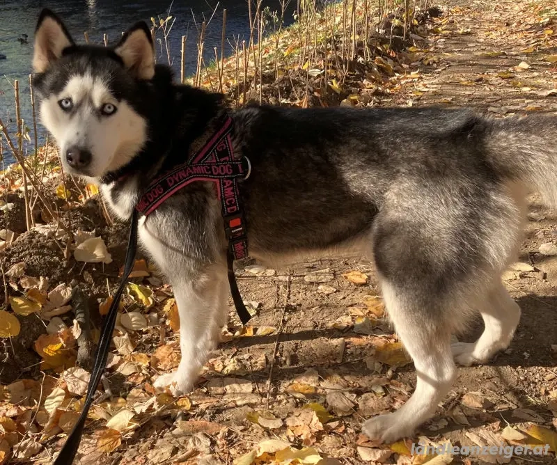 Freya möchte bei IHNEN ihr Glück finden