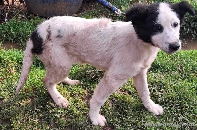 Taffy freut sich auf SIE