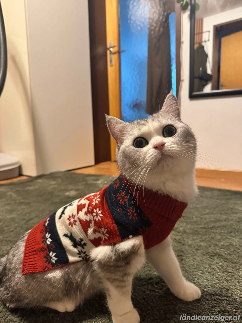 Britisch Kurzhaarkatze silver