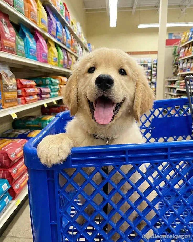 Adoptiere den Welpen kostenlos