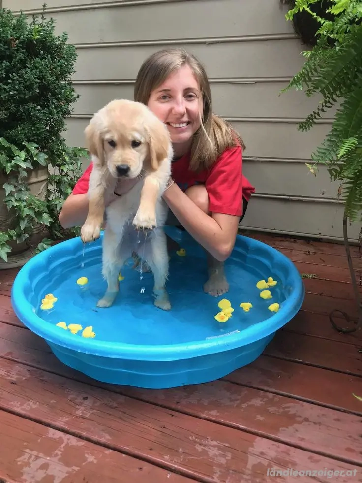 Adoptiere den Welpen kostenlos