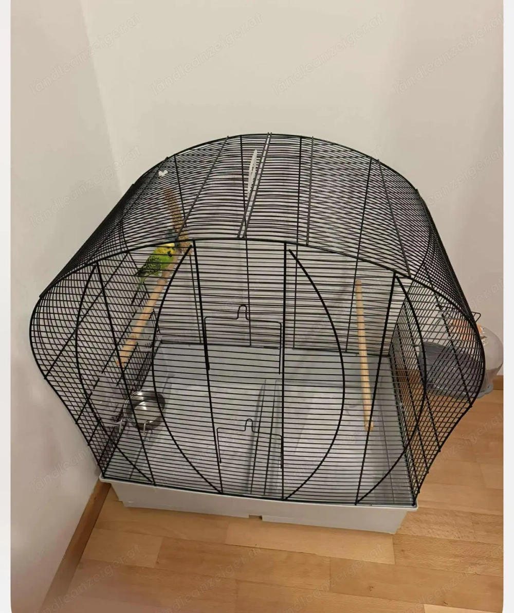 Käfig mit Wellensittich z