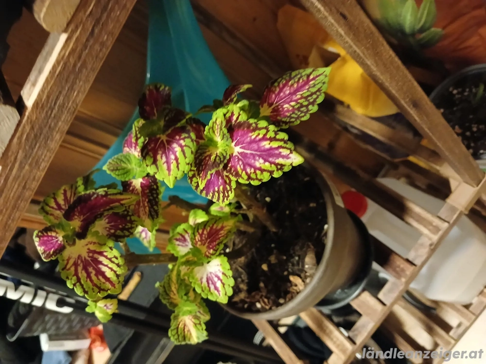 Coleus  Stained Glassworks Spacecake    Sammler-Edition 