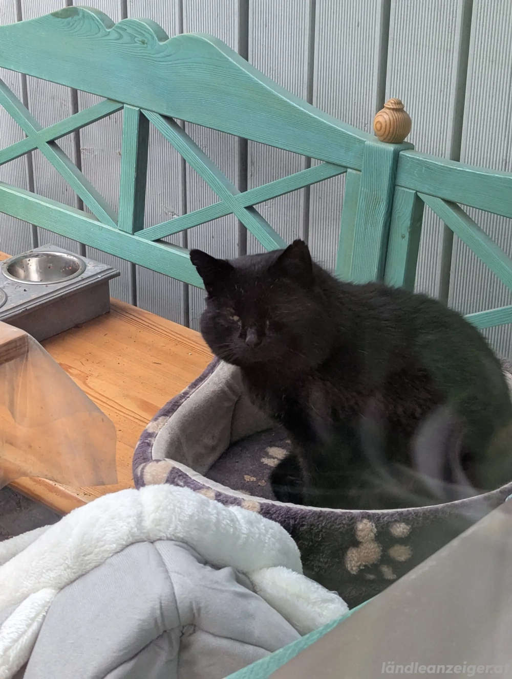 schwarzer Kater zugelaufen