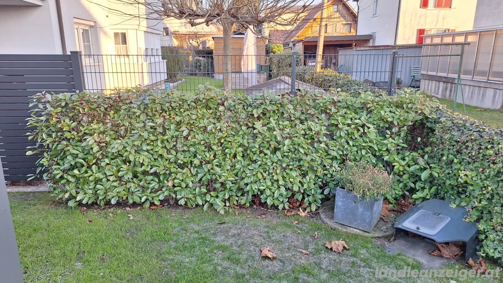 Gartenhecke Glanzmispel